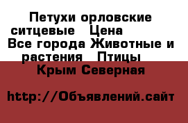 Петухи орловские ситцевые › Цена ­ 1 000 - Все города Животные и растения » Птицы   . Крым,Северная